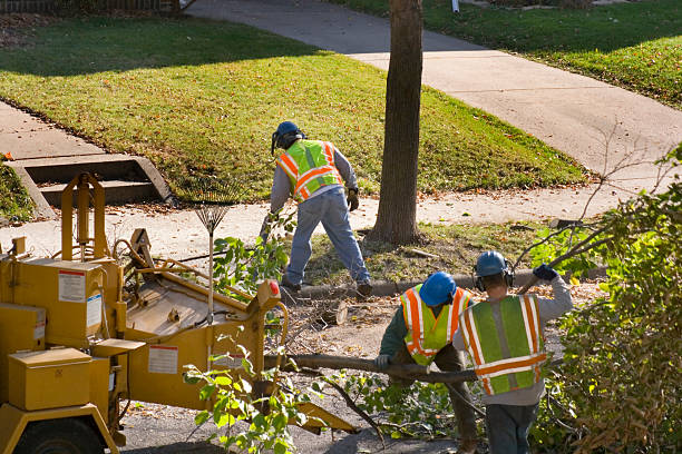 Best Palm Tree Trimming  in Coal Valley, IL